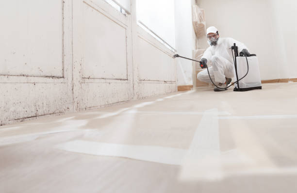 24/7 Emergency Black Mold Remediation experts in Vine Grove, KY